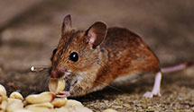 24 Hour & Emergency Exterminators in Okreek, SD